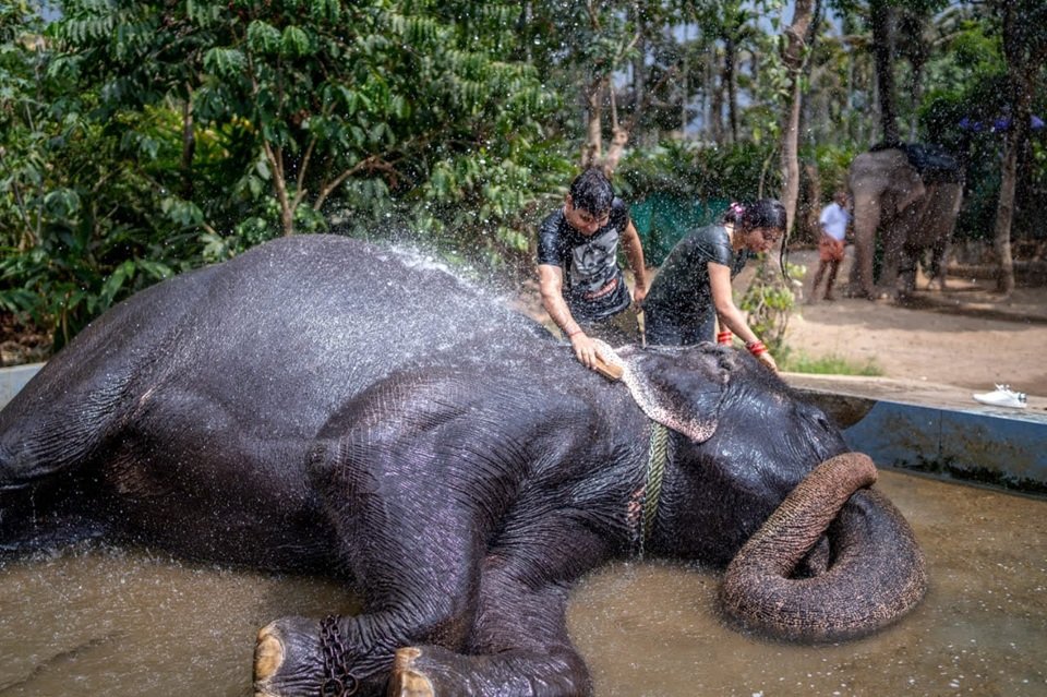 Elephant Bath activity at an elephant venue in Thekkady